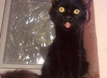 قط ذكر شيرازي للتبني male Persian cat for adoption قط ذكر شيرازي للتبني male Persian cat for adoption