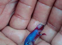 Home breed Fighter fish for sale Home breed Fighter fish for sale