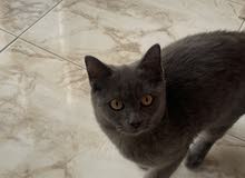 Feline,British Short hair Gray,spayed