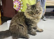 قطة شيراز يبلغ من العمر 7 شهور للبيع