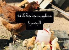 مطلوب دجاجه كافه يفظل قريب ع الحيانيه