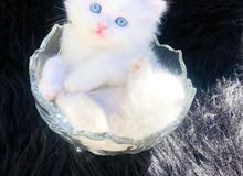 قطه شيرازي قطه شيرازي