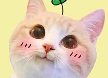 pllllz i want cat with cross eyes if you have plz call me pllllz i want cat with cross eyes if you have plz call me