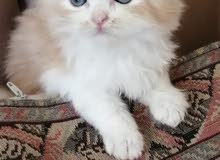 شيرازيات بيور شيرازيات بيور
