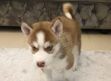 Siberian Husky blue eyes Siberian Husky blue eyes