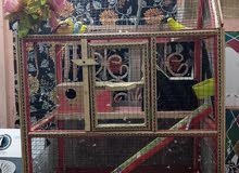 طيور الحب هولندي زوجين وقفص مع ملحقات الطعام طيور الحب هولندي زوجين وقفص مع ملحقات الطعام