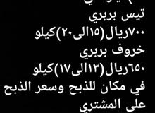 غنم للاضاحي السعر قابل للتفاوض غنم للاضاحي السعر قابل للتفاوض