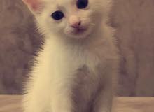 قطه بيضاء للبيع قطه بيضاء للبيع