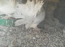 حمام عرايس حمام عرايس
