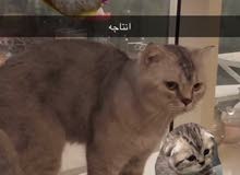 سكوتش scottish سكوتش scottish