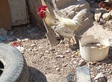 دجاجه وديج عرب للبيع أقره الوصف دجاجه وديج عرب للبيع أقره الوصف