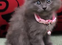 قطه بريطانيه نوع نادر وذكي قطه بريطانيه نوع نادر وذكي