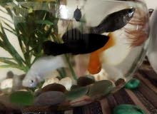 selling friendly mollies and baby mollies and crowntail betta fish selling friendly mollies and baby mollies and crowntail betta fish