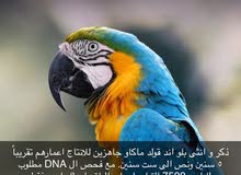 macaw ready for breeding macaw ready for breeding