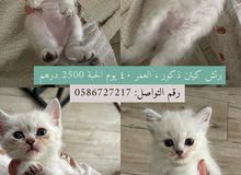 برتش كتن برتش كتن