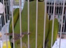 ببغاء دره اخضر ربه فول ومتكلم السعر 225 وبي مجال ببغاء دره اخضر ربه فول ومتكلم السعر 225 وبي مجال