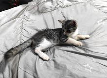 Lovely Turkish Kitten Male 2.5 Months old & Accessories / only by whatsapp Lovely Turkish Kitten Male 2.5 Months old & Accessories / only by whatsapp