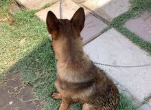 مالينو بسعر مناسب مالينو بسعر مناسب