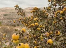 Mixed Use Land for Sale in Ramallah and Al-Bireh Mazri' Al-Nubani