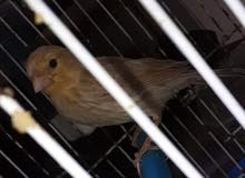 canari canari