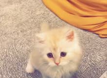 للبيع شيرازي للبيع شيرازي
