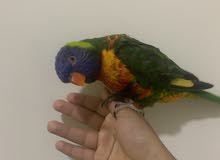 ببغاء لوري رانبو اليف و يحب العب lorikeet Rainbow ببغاء لوري رانبو اليف و يحب العب lorikeet Rainbow