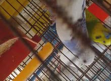 2كوبيه بقلين تسخن ومصوقره عندي قبل 2كوبيه بقلين تسخن ومصوقره عندي قبل
