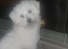 Dog - Maltese - ملتيس Dog - Maltese - ملتيس