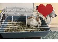 Male Rabbit along with cage available for sale Male Rabbit along with cage available for sale
