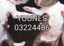 American Staffordshire Terrier Puppies Pitbull for Sale American Staffordshire Terrier Puppies Pitbull for Sale