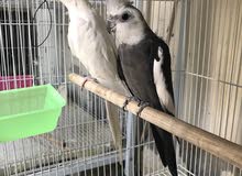 cocktaiel adult pair for salem cocktaiel adult pair for salem