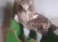 طير العقاب طير العقاب
