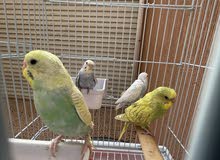 طيور الحب / البادجي / عصافير طيور الحب / البادجي / عصافير
