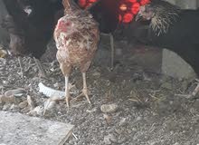 Omani chicken Omani chicken