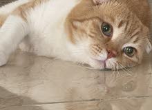 Scottish Fold cat سكوتش فولد Scottish Fold cat سكوتش فولد