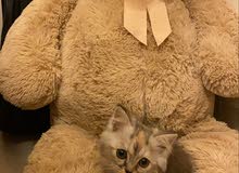 cute kitten cute kitten