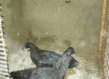 دجاج عرب دجاج عرب