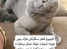 سكوتش فولد سنه وثلاث شهوو سكوتش فولد سنه وثلاث شهوو