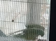زوج بغباء دره هندي ring neck parrot زوج بغباء دره هندي ring neck parrot