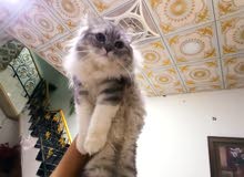 قطه للبيع اقرا وصف قطه للبيع اقرا وصف