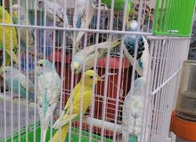 طيور حب سبانجل طيور حب سبانجل