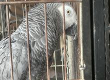 african gray parrot african gray parrot