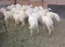 بهم حري منادي وتربيه بهم حري منادي وتربيه