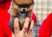 pomeranian puppy 2 months old