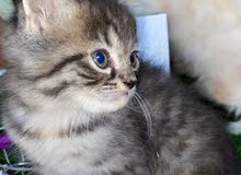 قطه للبيع قطه للبيع