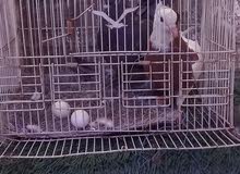 حمام لوت حمام لوت
