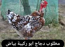 مطلوب دجاج ابو ركيبة بياض مطلوب دجاج ابو ركيبة بياض