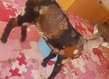 Salali Male Goat Salali Male Goat