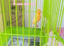 Canary male for sale with cage Canary male for sale with cage