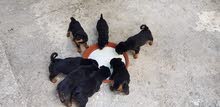 rottweiler rottweiler